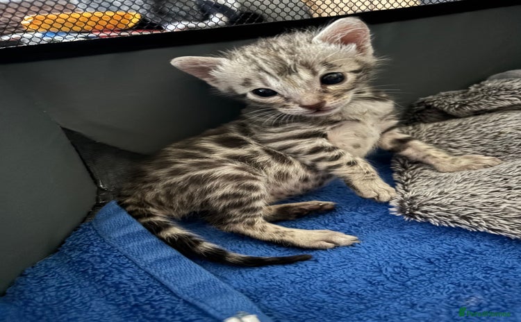 Bengal cats - Advert 2