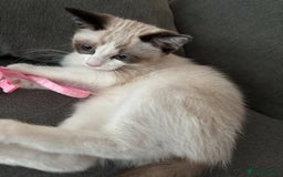 Ragdoll cats for sale: 7 month old Ragdoll female kitten - Image 1