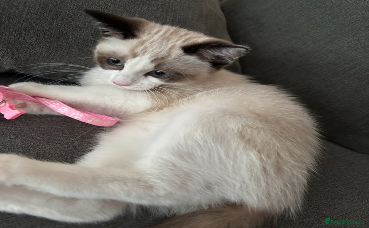 Ragdoll cats - Advert 2