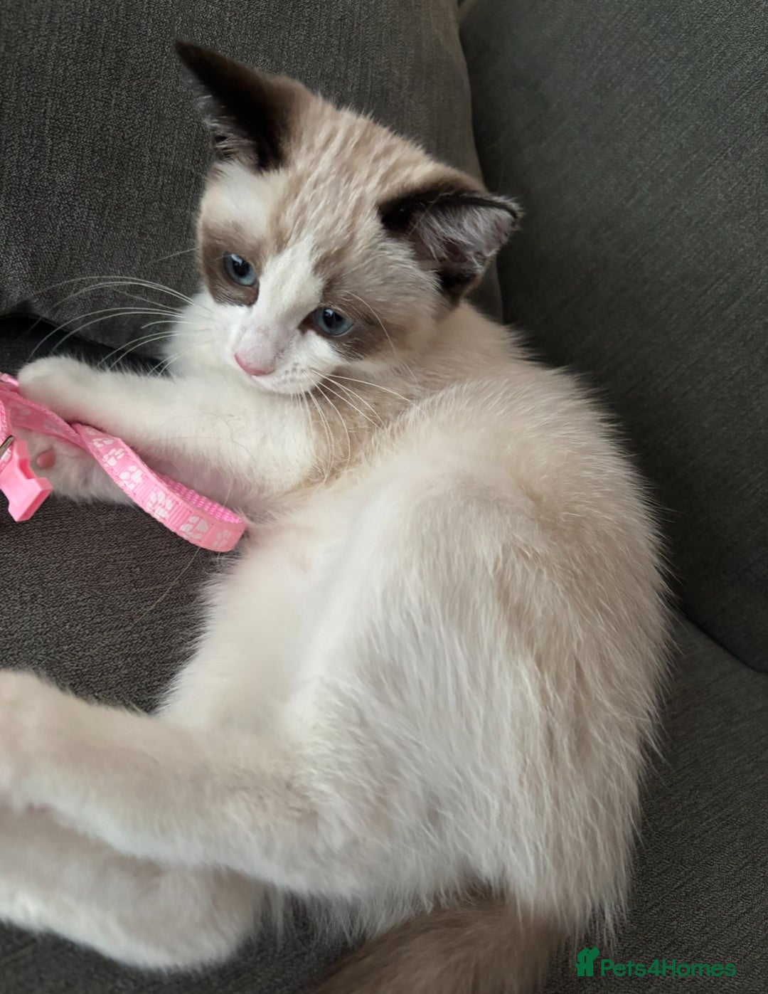 Ragdoll cats for sale: 7 month old Ragdoll female kitten - Image 1