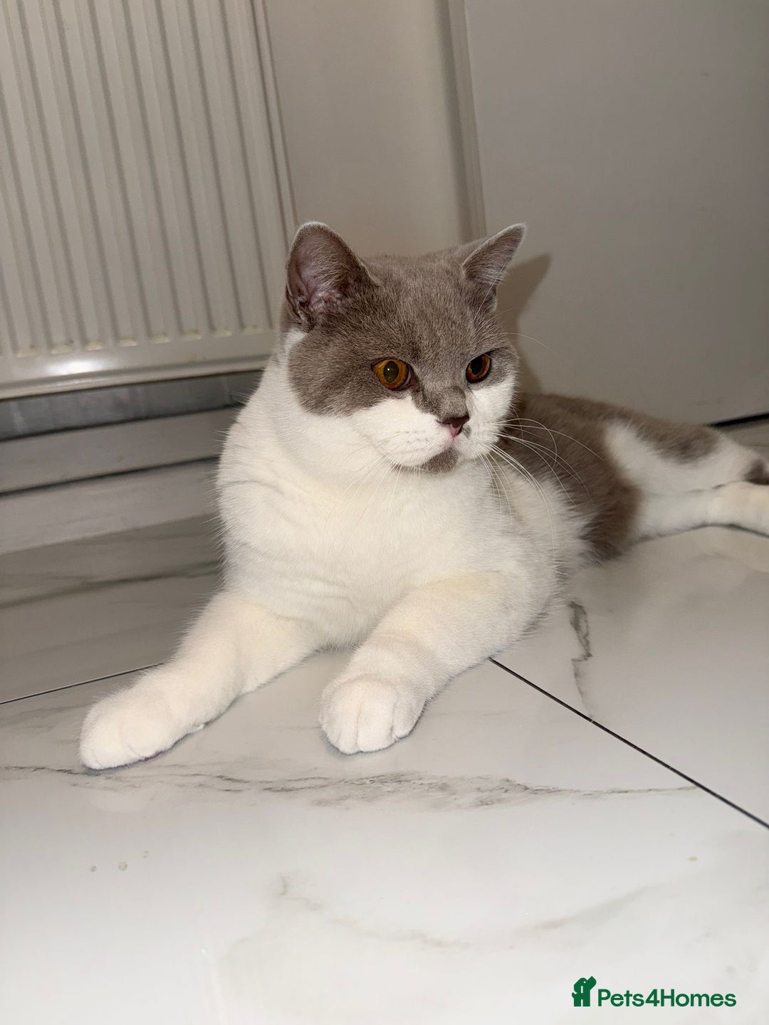 British Shorthair cats for sale: British shorthair 2 kittens - Advert 6
