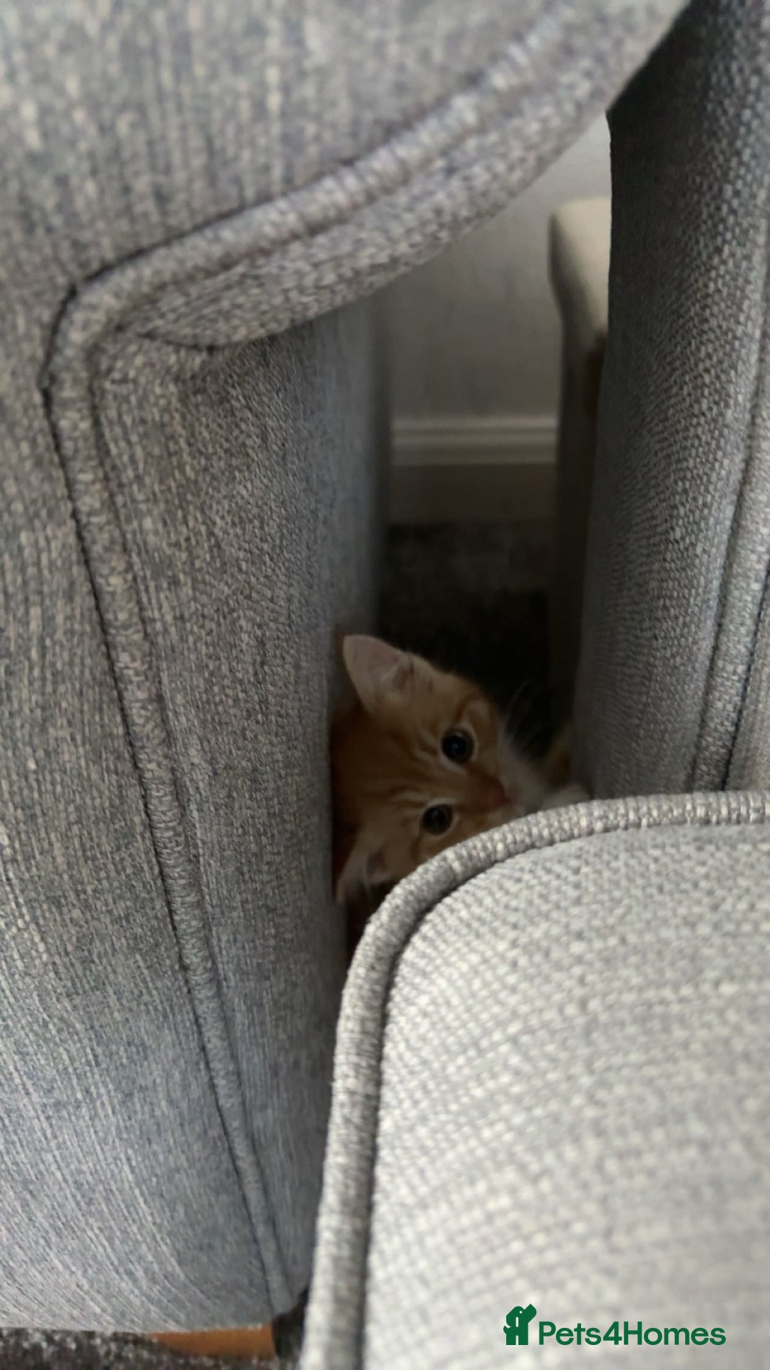 Mixed Breed cats for sale: 2 loveable boys - Image 3