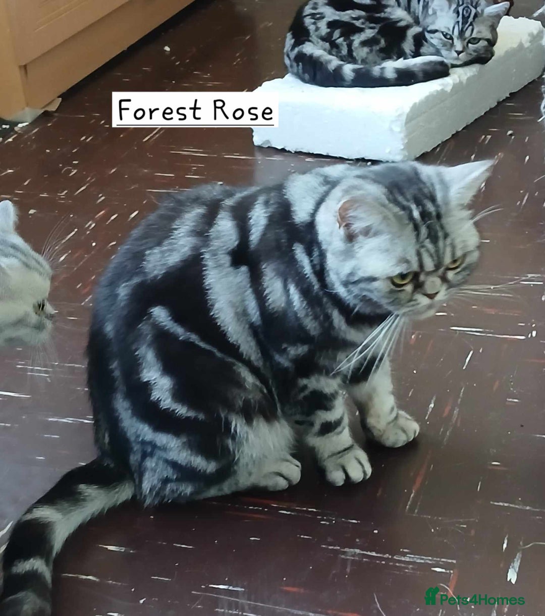 British Shorthair cats for sale: Bsh. Silver classic tabby female.GCCF. - Advert 3