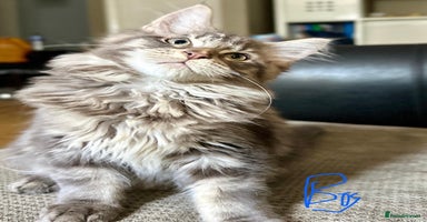 Maine Coon cats - Advert 8
