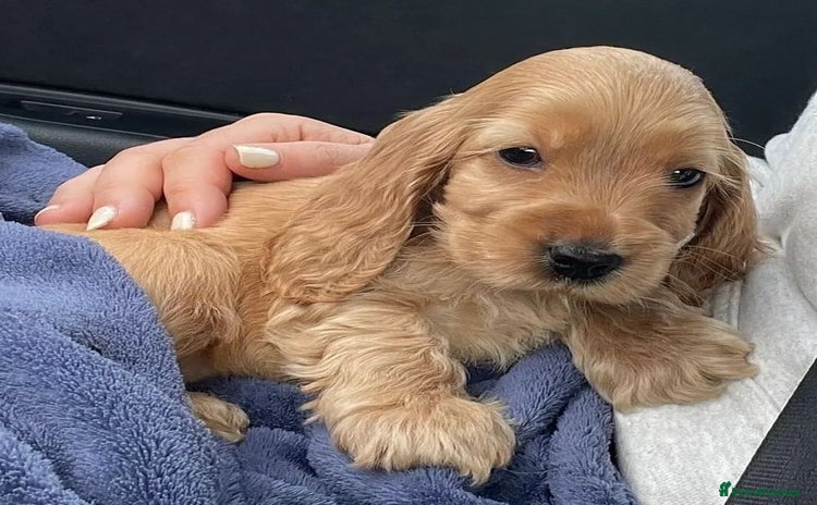 Cocker Spaniel dogs - Advert 4