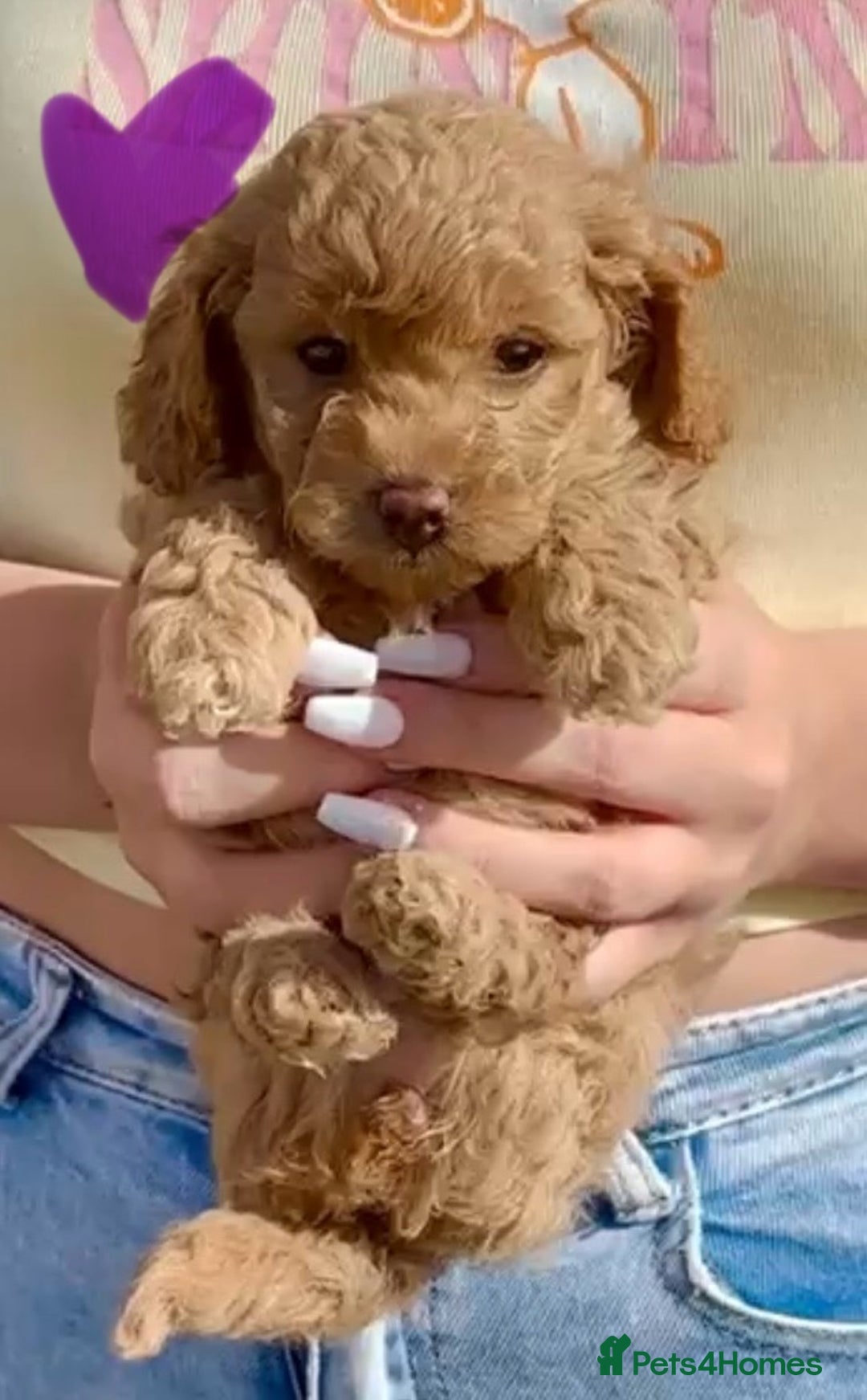 Cavapoo dogs for sale: The Cutest F1B Cavapoo Puppies For Sale! - Image 5