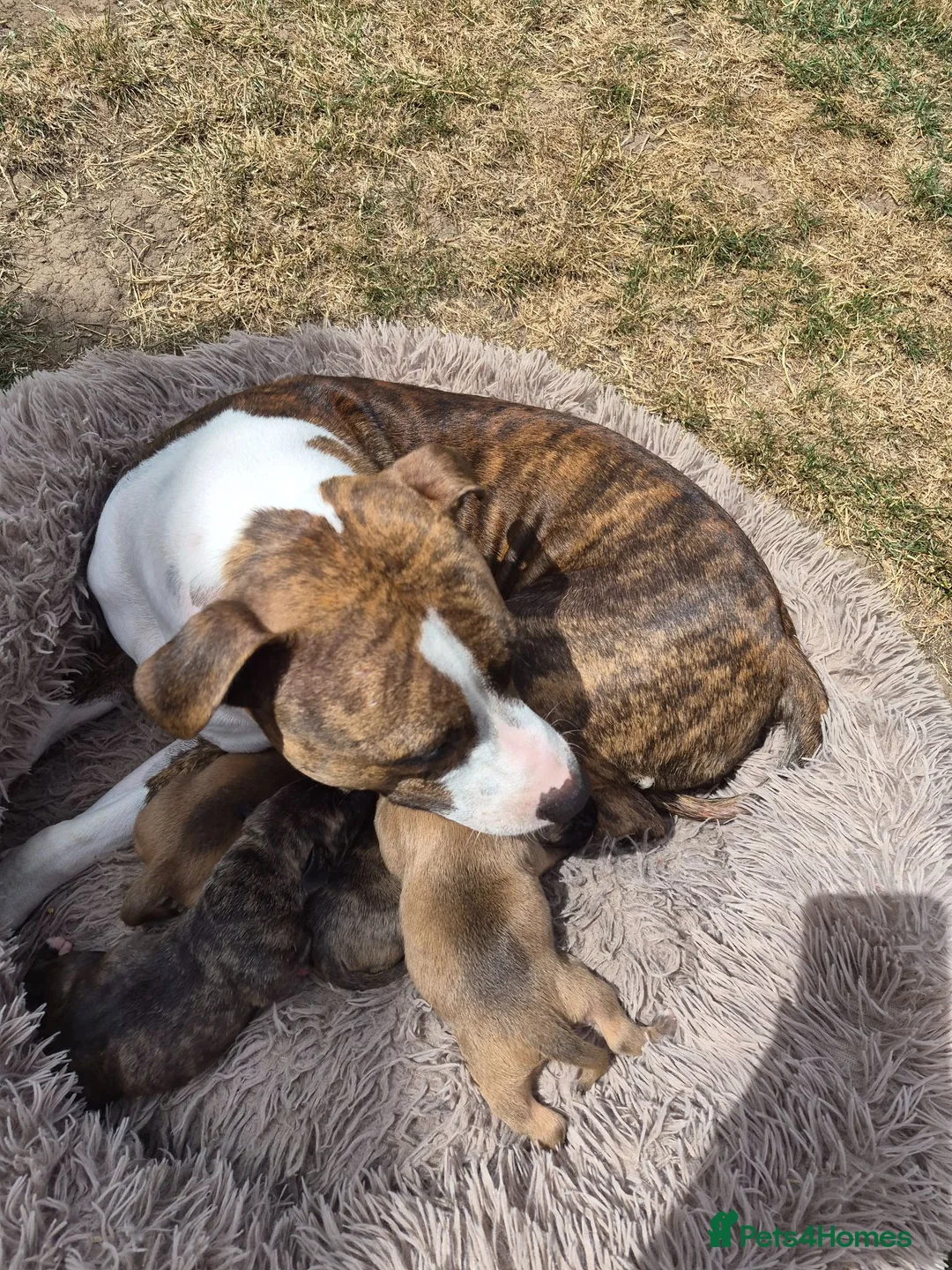 Staffordshire Bull Terrier dogs for sale: Staffordshire Terrier puppies - Advert 5
