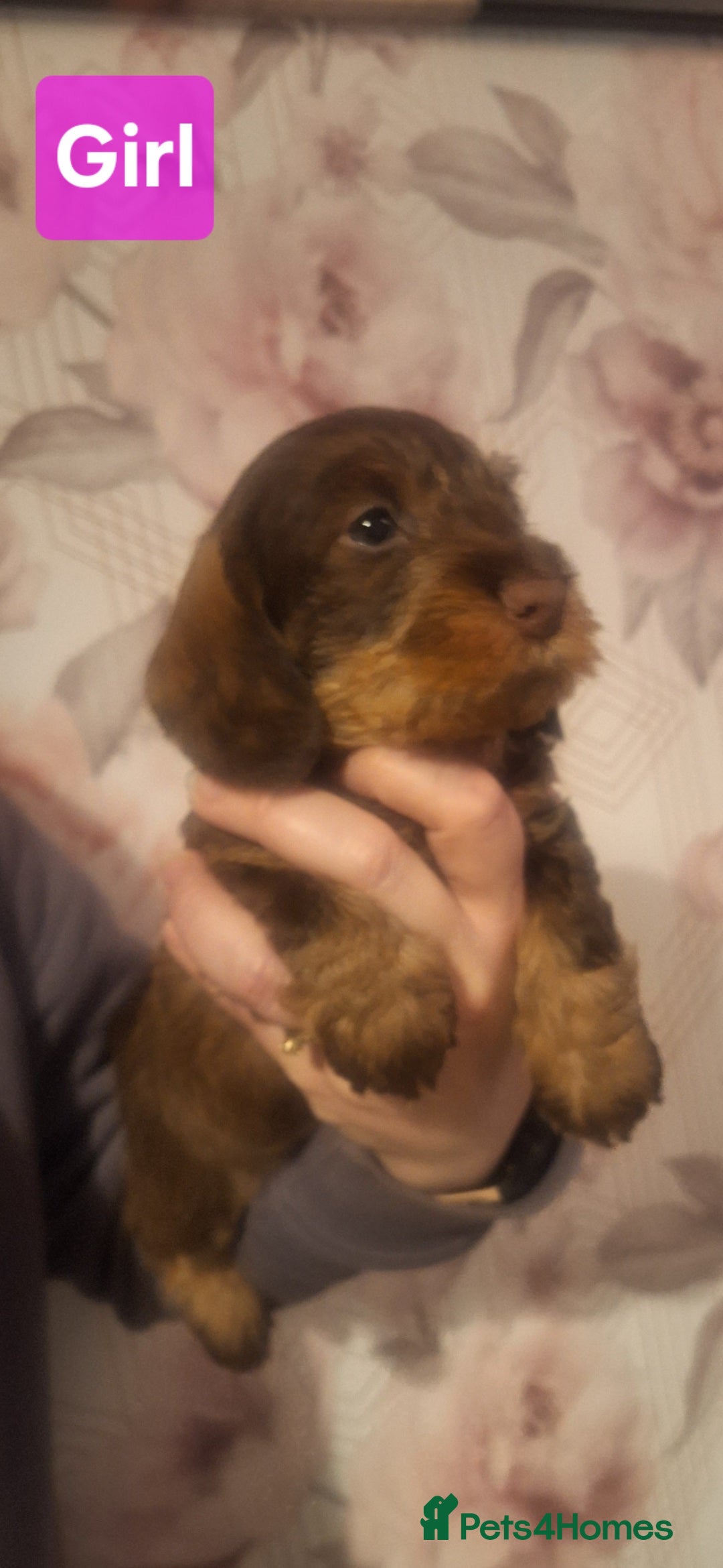 Dachshund dogs Wirehaired Dachshund - Advert 1