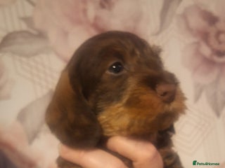 Dachshund dogs Wirehaired Dachshund - Advert 4