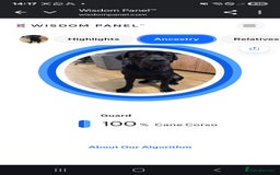 Cane Corso dogs for sale: Last 3 of the 10 cane cane corso puppys left  - Image 29