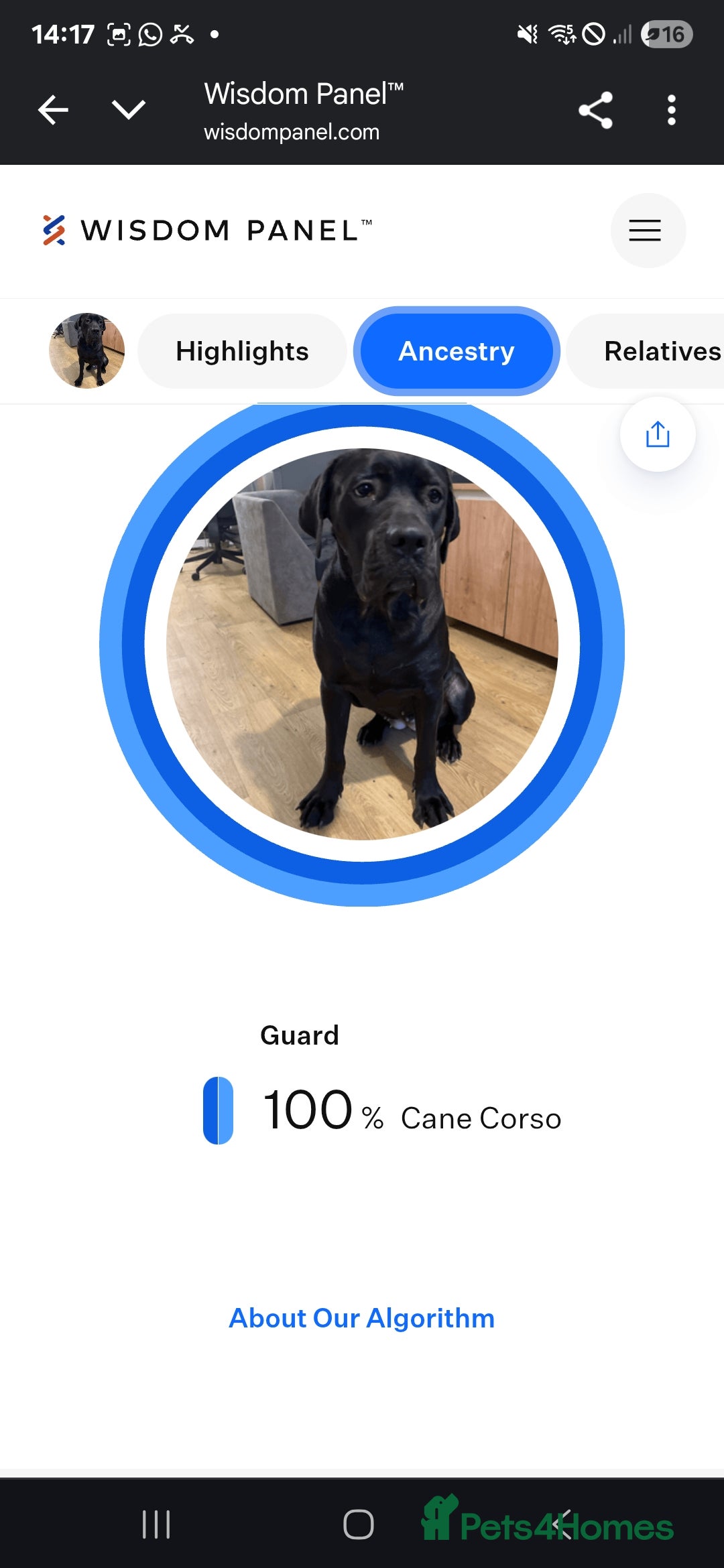 Cane Corso dogs for sale: Last 3 of the 10 cane cane corso puppys left  - Image 29