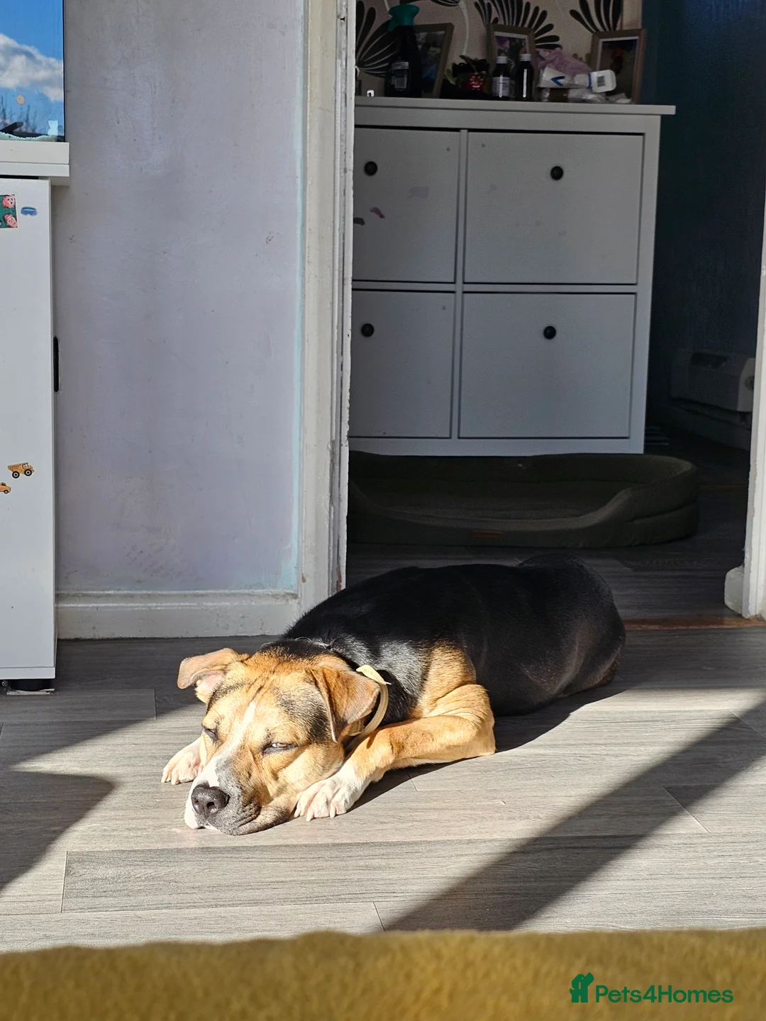 Mixed Breed dogs for sale: Huntway cross - Advert 19