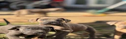 Neapolitan Mastiff dogs for sale:  5LEFT Neapolitan Mastiff x Cane Corso  - Advert 10