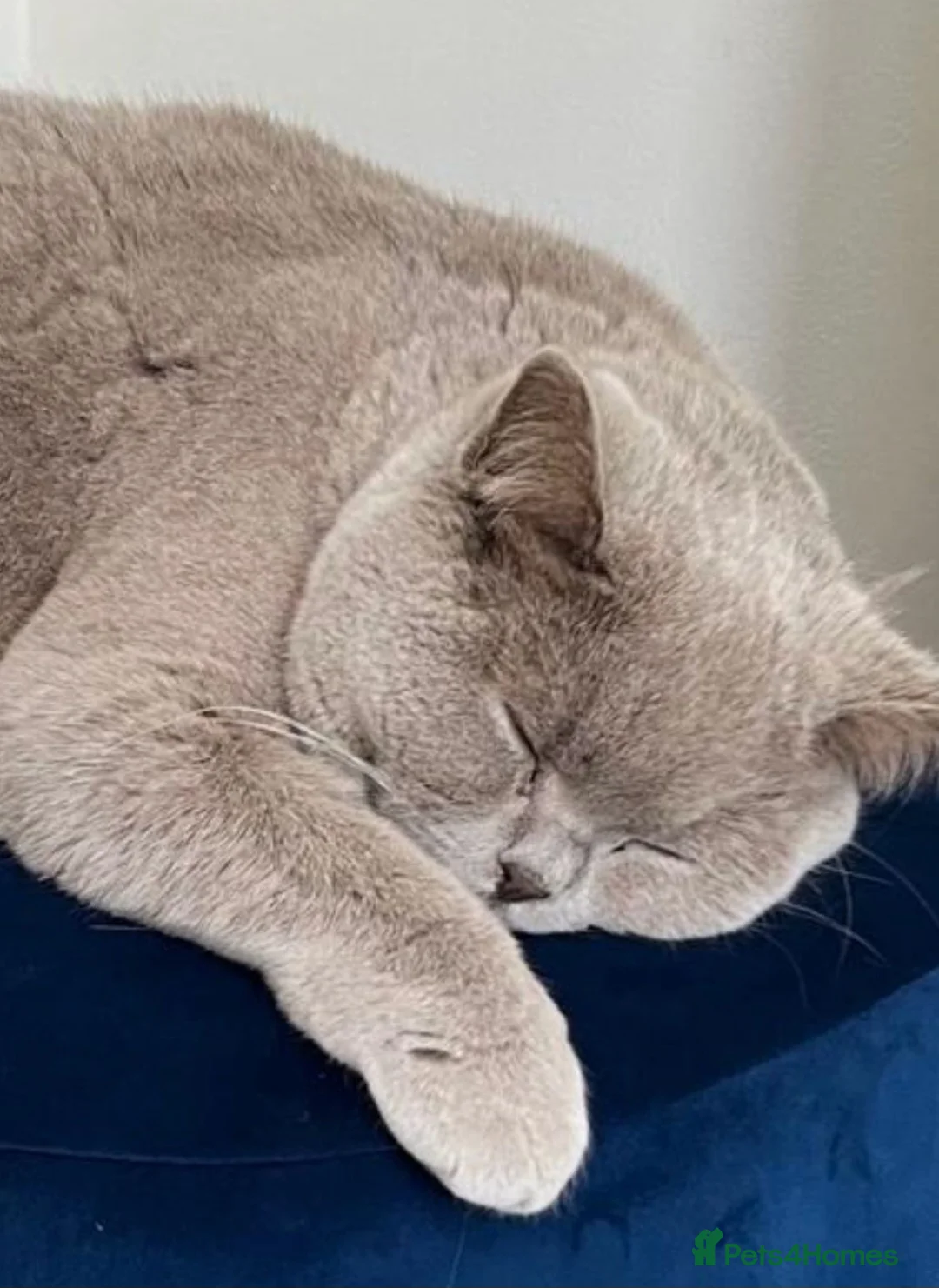 British Shorthair cats for sale: Gorgeous CHUNKY Lilac British Short Hair Male - Advert 2