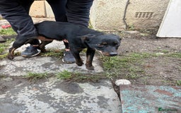 Mixed Breed dogs for sale: Kelpie cross huntaway pups - Image 3