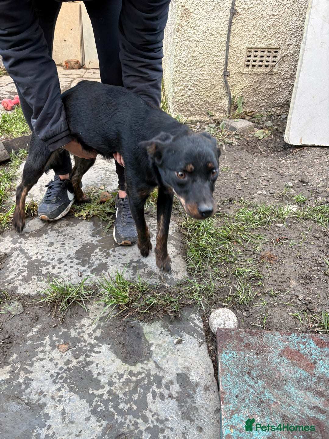 Mixed Breed dogs for sale: Kelpie cross huntaway pups - Image 3