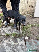 Mixed Breed dogs - Advert 5