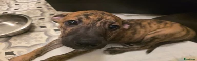 Mixed Breed 1