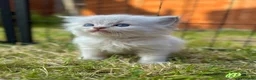 Ragdoll cats for sale: Blue Lynx Ragdoll kittens - Advert 19