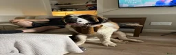 Saint Bernard dogs for sale: WALT – ONE-YEAR-OLD SAINT BERNARD  in Hull - Advert 3