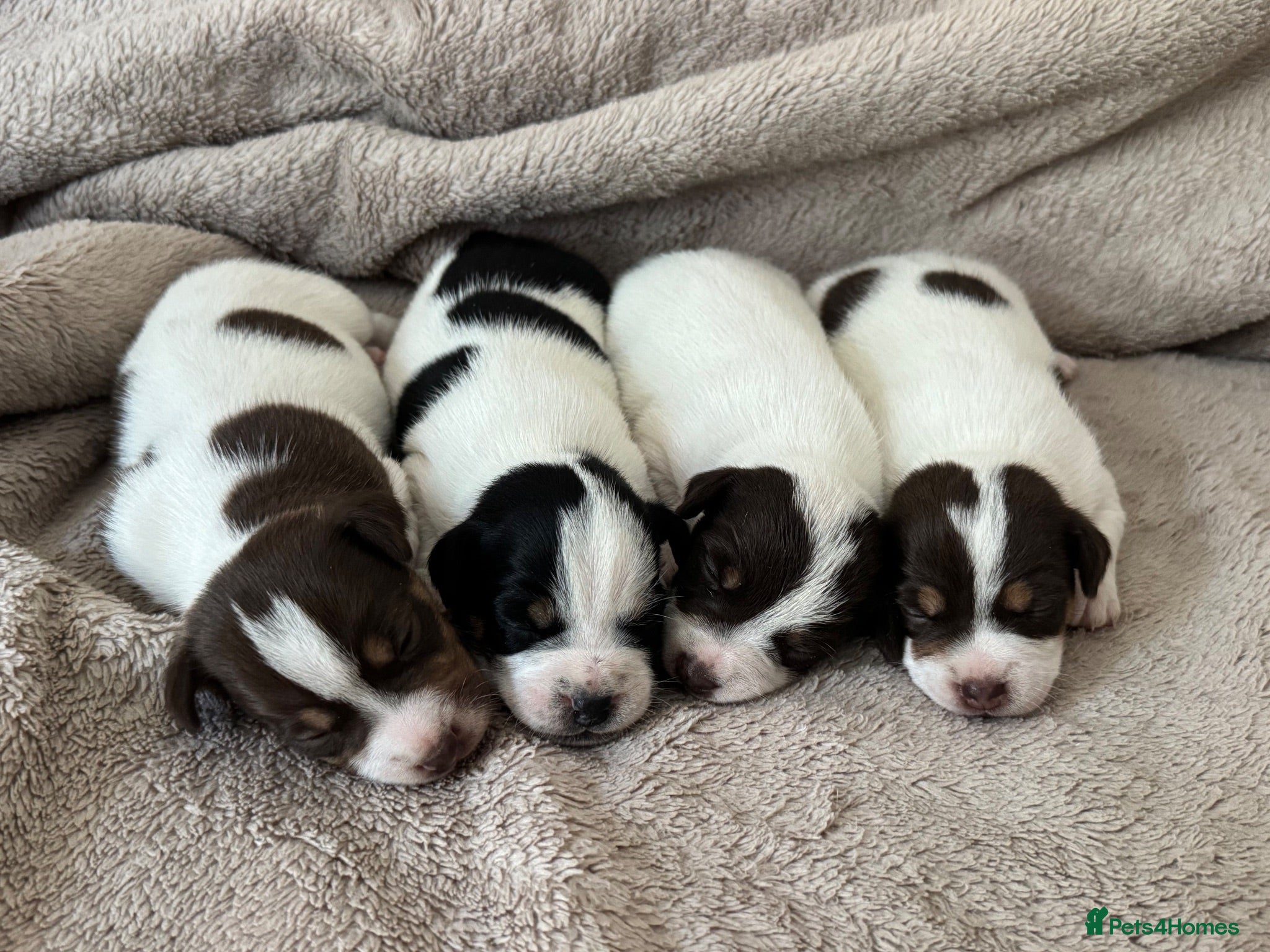 Jack Russell dogs Jack Russel.. Ready 26th sept! - Advert 14