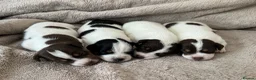 Jack Russell dogs for sale: Jack Russel.. Ready NOW 1 boy left! - Advert 14