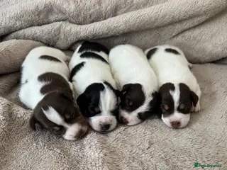Jack Russell dogs Jack Russel.. Ready 26th sept! - Advert 14
