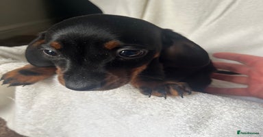 Dachshund dogs - Advert 6