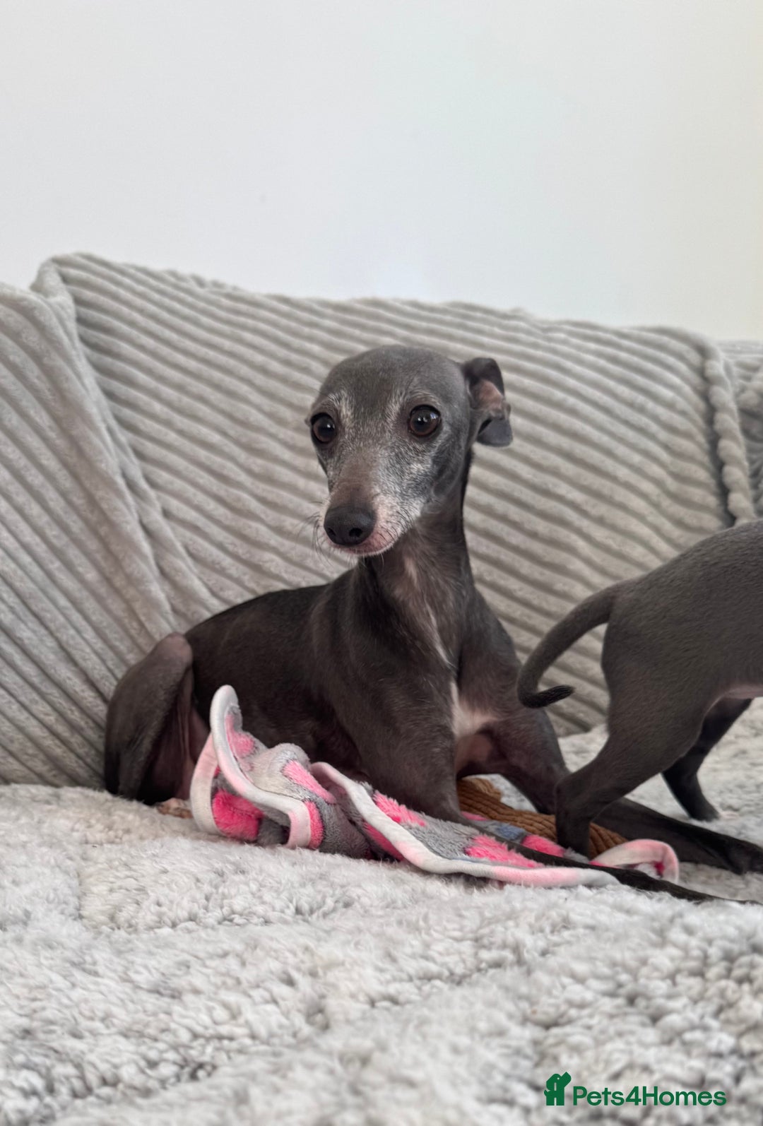 Italian Greyhound dogs for sale: KC registered blue Italian greyhounds for sale - Advert 2