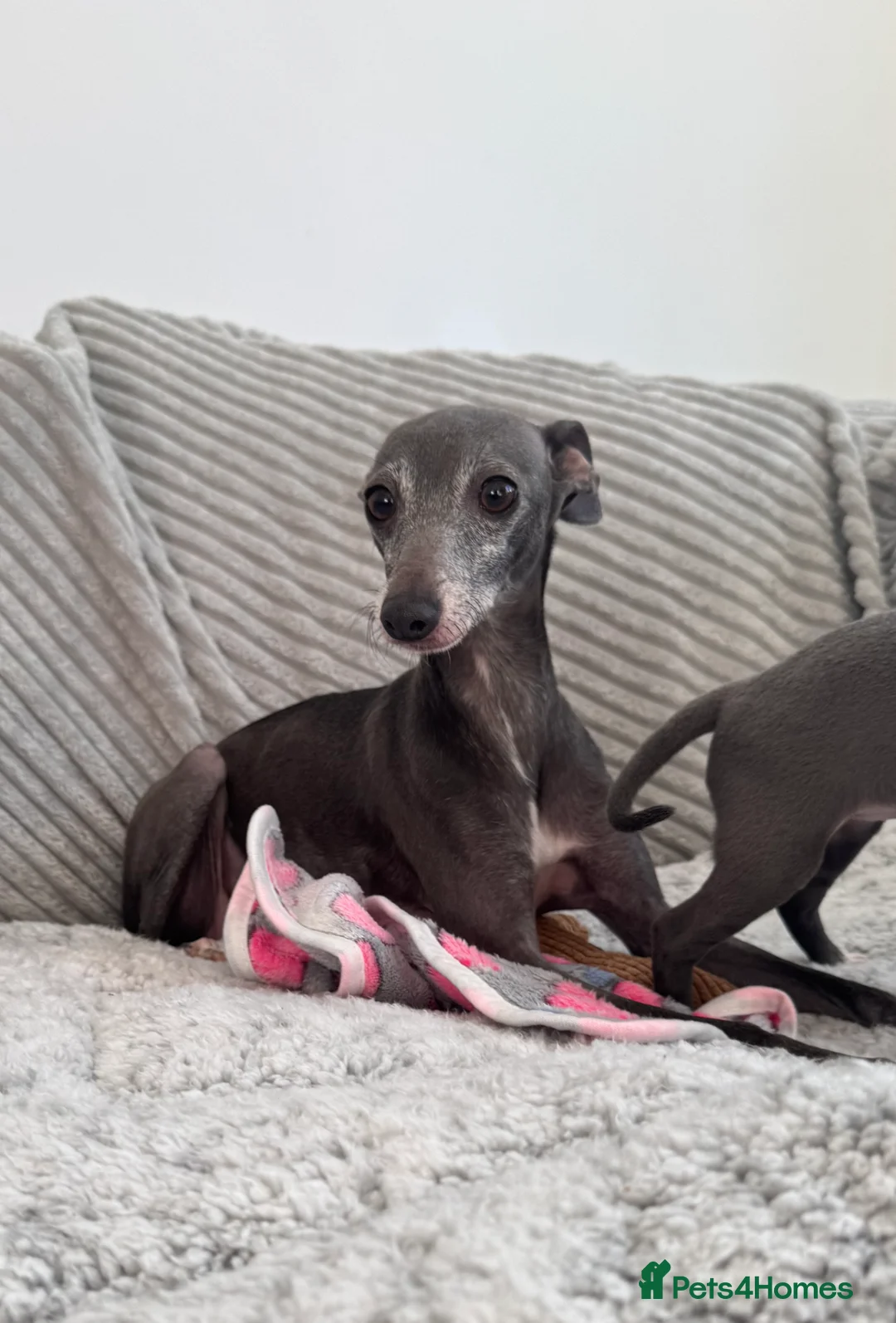 Italian Greyhound dogs for sale: KC registered blue Italian greyhounds for sale - Advert 2