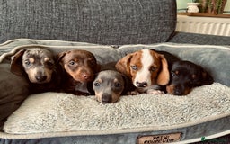 Dachshund dogs for sale: Only 2 boys and 2 girls left❤️💚🩵 - Image 1