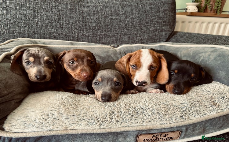 Dachshund dogs - Advert 4