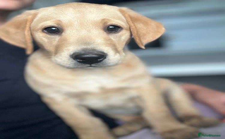 Goldador dogs - Advert 1