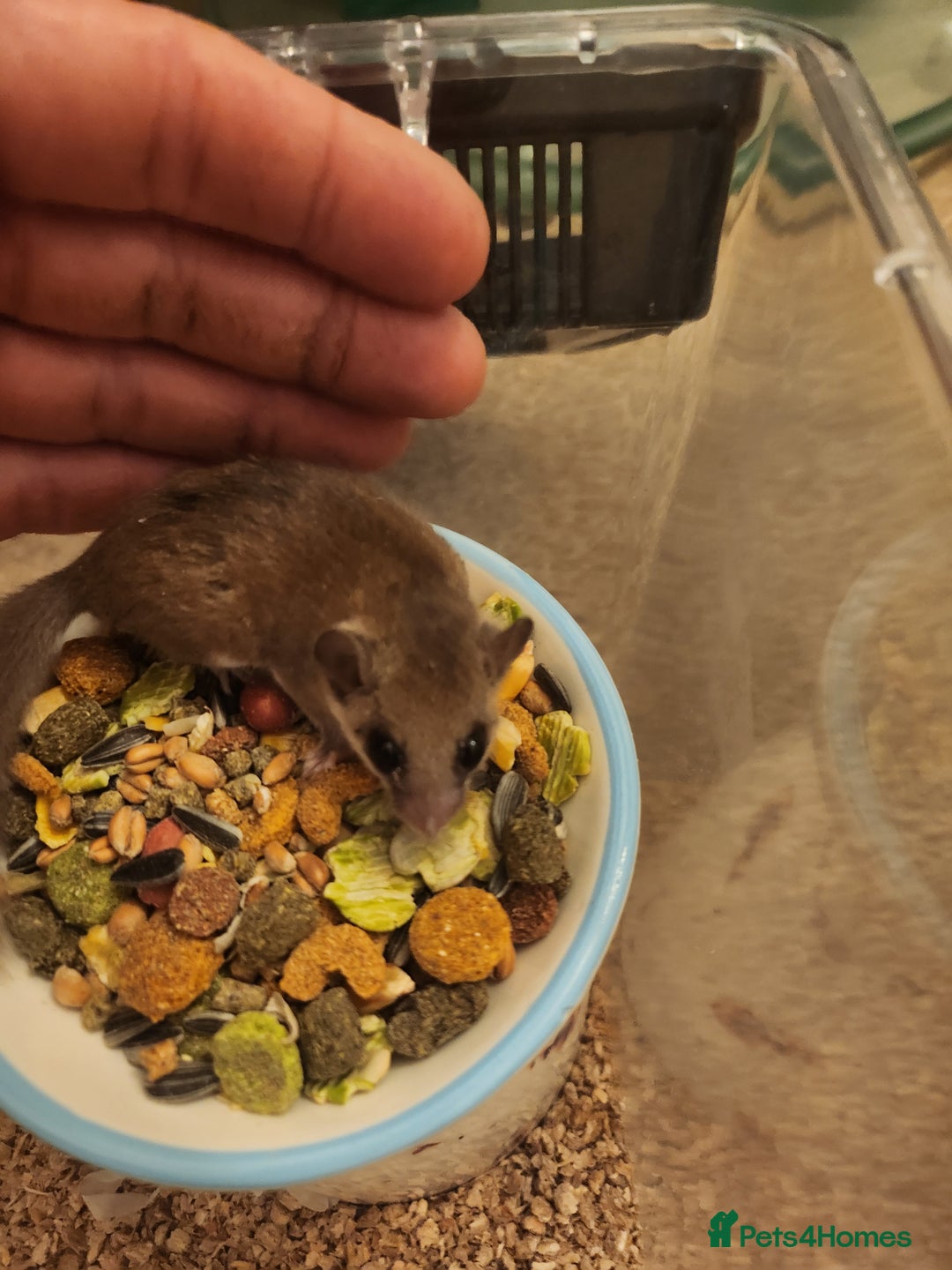 Mouse rodents for sale: African pygmy dormice - Image 5