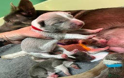 Border Collie dogs for sale: Fully health tested lilac and white kcreg puppies  - Image 13