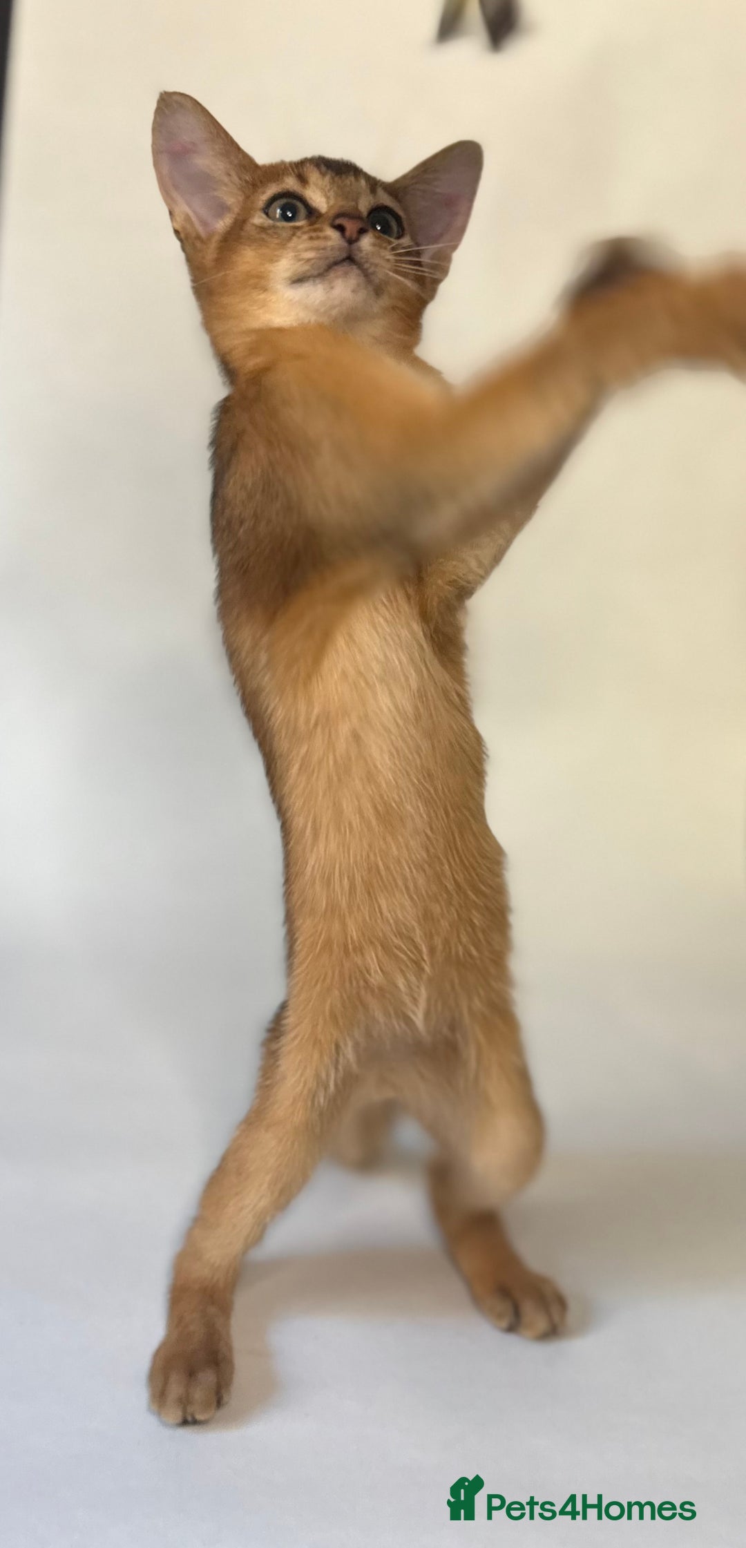 Abyssinian cats for sale: Abyssinian Kitten Boy Tica Show Quality  - Advert 9