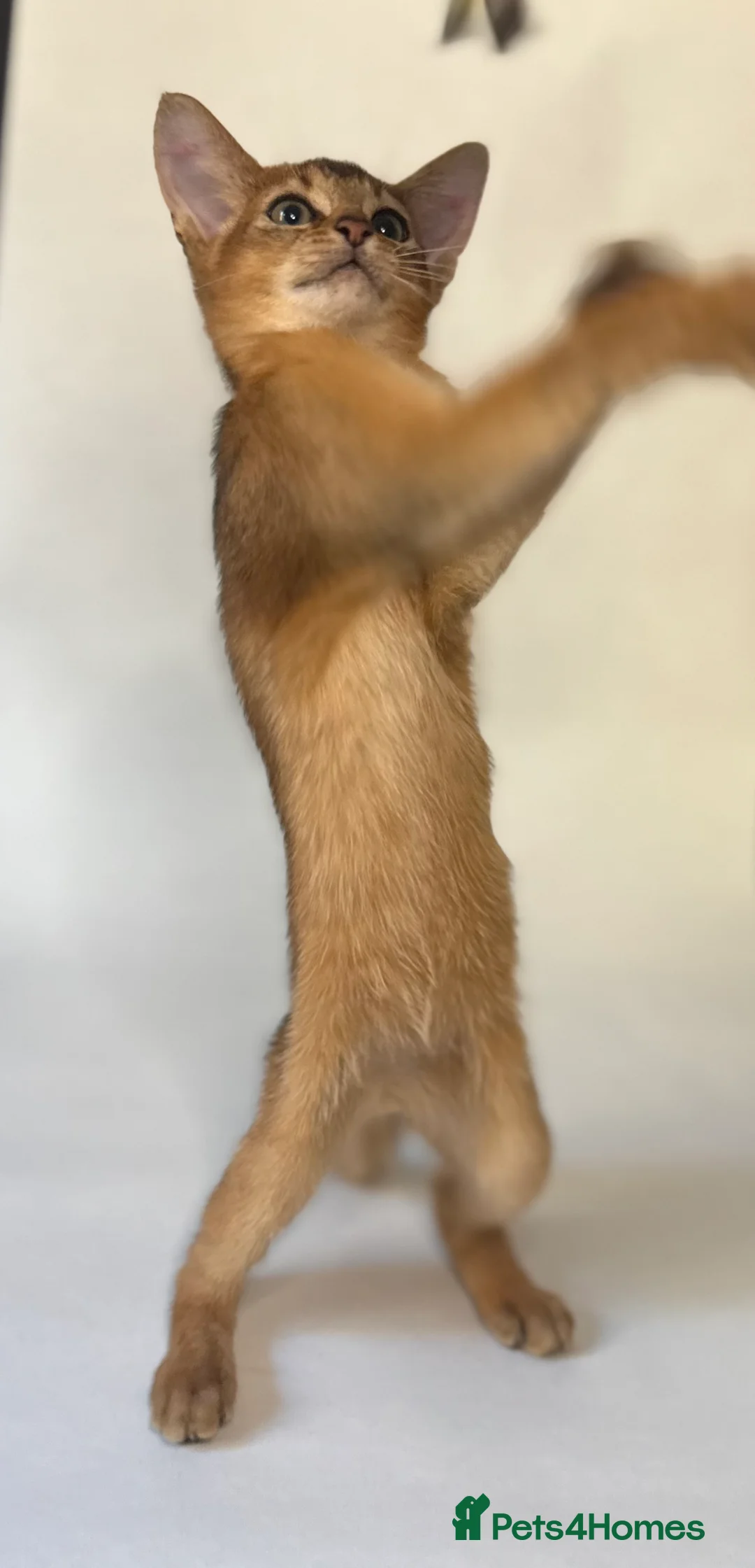 Abyssinian cats for sale: Abyssinian Kitten Boy and girl Tica Show Quality  - Advert 9