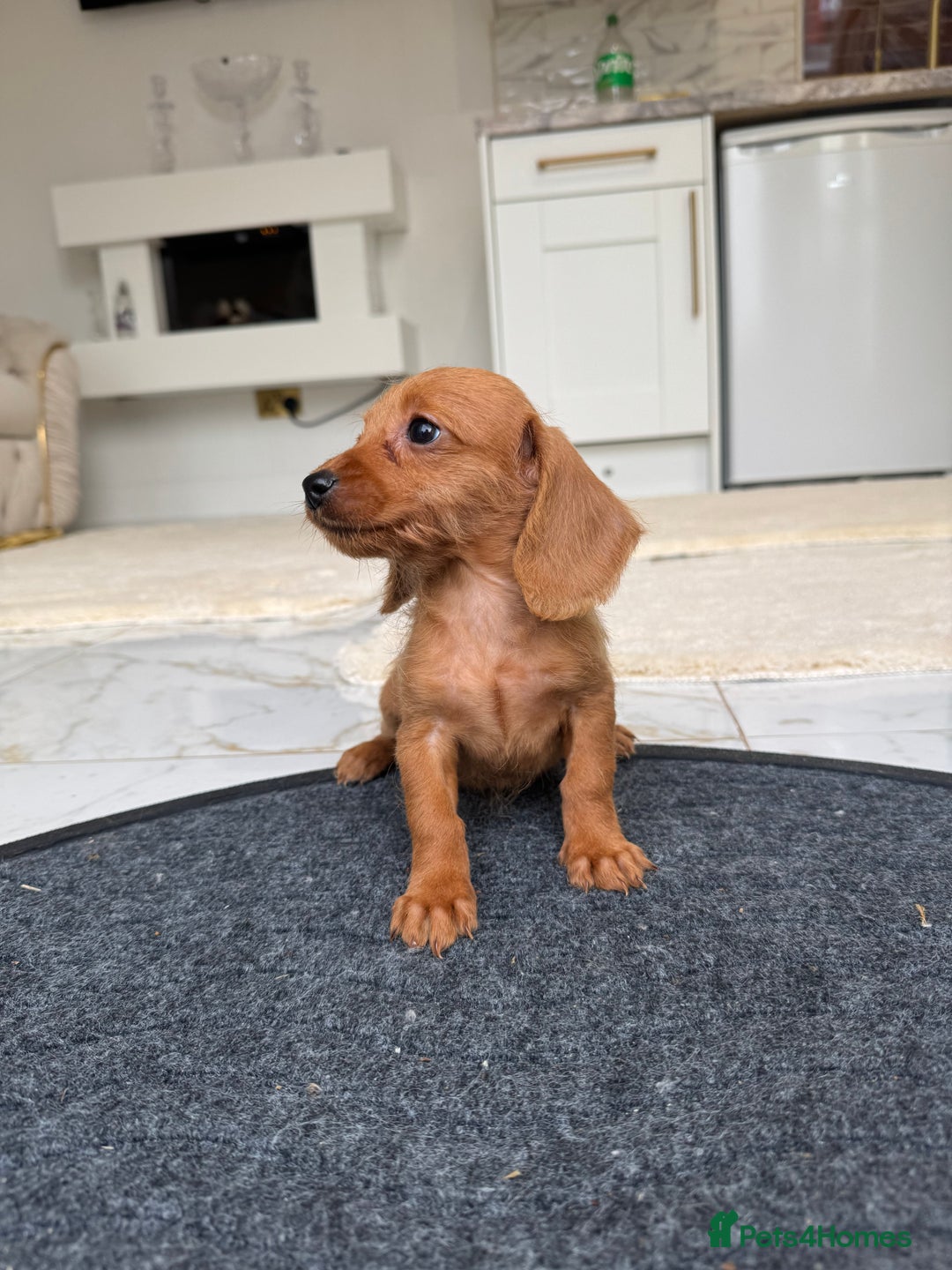 Mixed Breed dogs for sale: Stunning daxiepoos - Advert 14