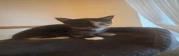 Mixed Breed cats for sale: 4 beautiful kittens in Blackburn - Advert 6
