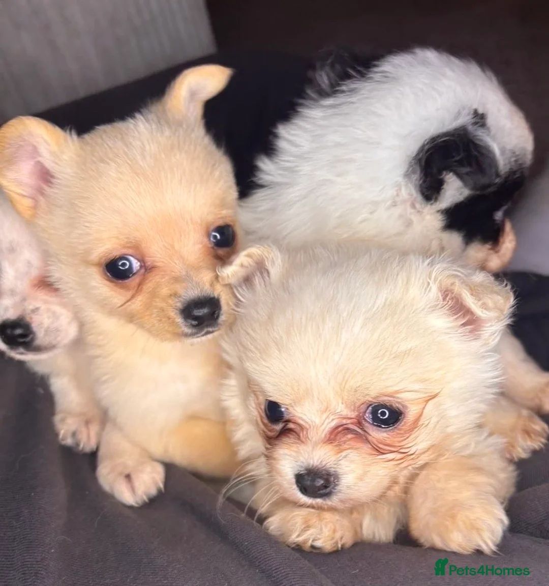 Pomchi dogs for sale: Pomchi puppy’s  - Advert 1