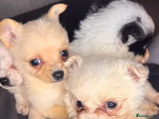 Pomchi dogs Pomchi puppy’s - Advert 1
