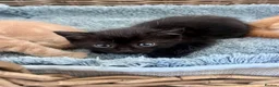 Ragdoll cats for sale: Very affectionate loving black ragdoll boy  - Advert 17