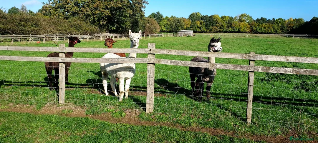 Alpaca livestock for sale: 4 female Huacaya Alpacas in Kettering - Advert 1