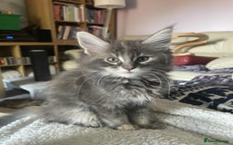 Maine Coon cats for sale: Purebred Maine Coons looking for a loving home 😻 - Image 14