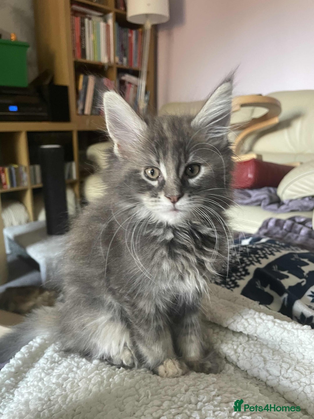 Maine Coon cats for sale: Purebred Maine Coons looking for a loving home 😻 - Image 14