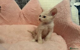 Sphynx cats for sale: Sphinx x Ragdoll kittens  - Image 2