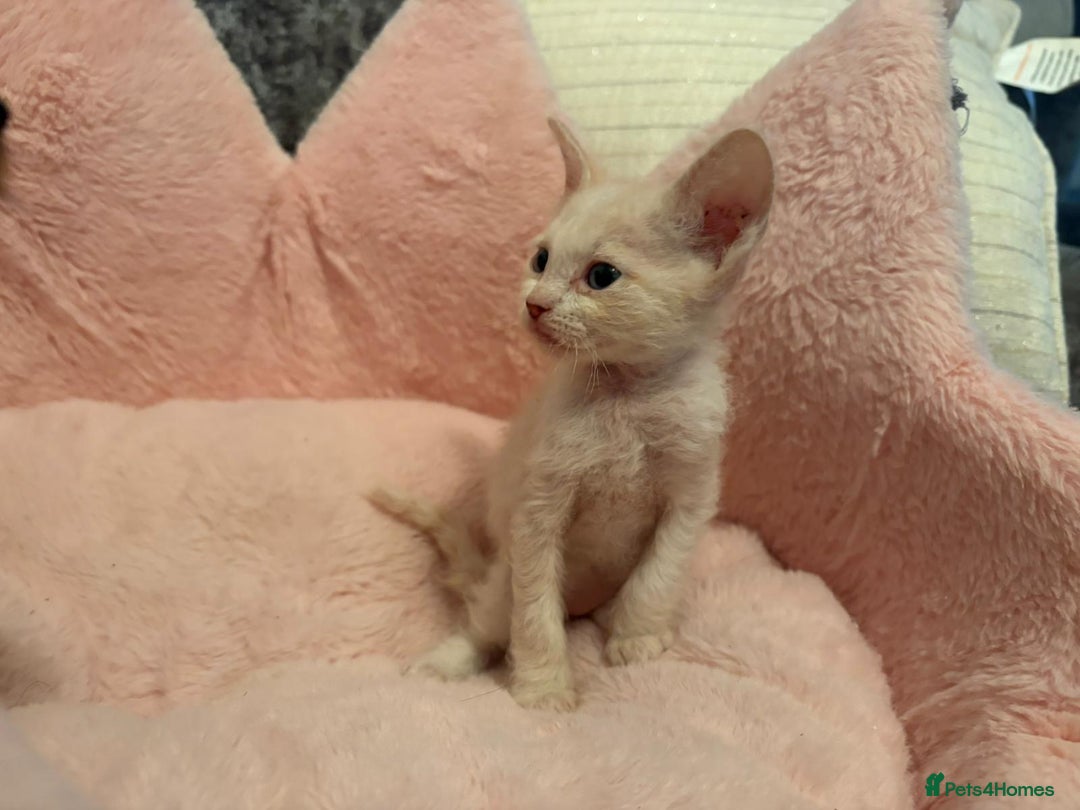 Sphynx cats for sale: Sphinx x Ragdoll kittens  - Image 2