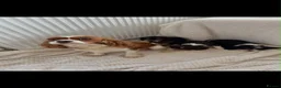 Cavalier King Charles Spaniel dogs for sale: Kc registered chocolate cavaliers 🥰 - Advert 2