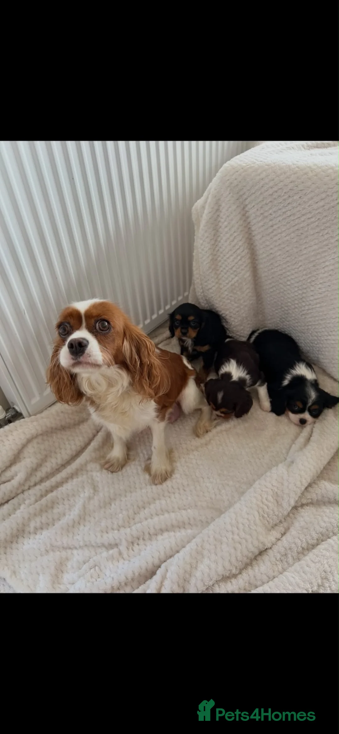 Cavalier King Charles Spaniel dogs for sale: Kc registered chocolate cavaliers 🥰 - Advert 2