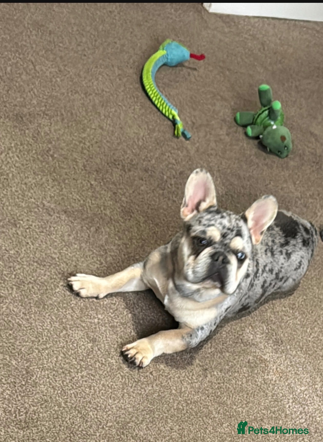 French Bulldog dogs merl french bulldog  - Advert 7